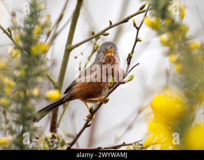 Ein männlicher Dartford Warbler, Sylvia undata singt in Ginster auf Heideflächen in Norfolk, Großbritannien. Stockfoto