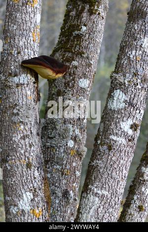 Großer Konk von Polyporen Shaggy Bracket Pilz, Inonotus hispidus, wächst auf Baumstämmen von weißen Pappeln, Populus alba, auch bekannt als Silberpappeln Stockfoto