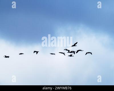 Eine Herde von Kormoranen, Phalacrocorax carbo in Cley Next the Sea, Norfolk, Großbritannien. Stockfoto