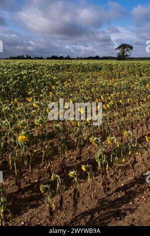 Ein Sonnenblumenfeld in der neuen Gemeinde Lys-Haut-Layon, dem ländlichen Dorf Tigne, typisch für die französische Landschaft im Pays de la Loire regi Stockfoto