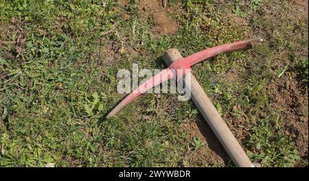 Die Spitzhacke wird verwendet, um die Wurzeln von Pampasgras zu entfernen. Gartenkonzept Stockfoto