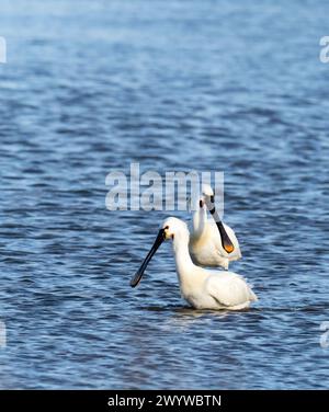 Eurasischer Löffelschnabel, Platalea leucorodia in Cley Next the Sea, Norfolk, Großbritannien. Stockfoto