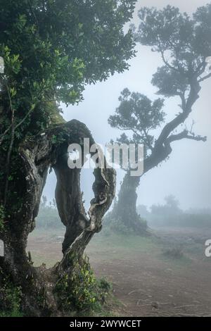 Alte Lorbeerbäume im Nebel im Wald der Insel Fanal Madeira, Portugal Stockfoto