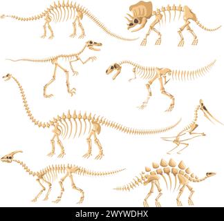 Dinosaurierskelette. Dinosaurier Knochen isoliertes Skelett, Dino Reptile Evolution stehendes fossiles Artefakt altes Tier Brontosaurus diplodocus velociraptor neue Vektorillustration Stock Vektor