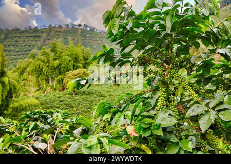 Hacienda San Alberto, Cafetal, Kaffeeplantagen, Kaffeekulturlandschaft, Buenavista, Quindio, Kolumbien, Südamerika. Stockfoto