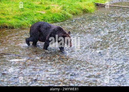 Grizzlybär (Ursus arctos horribilis) fischt Lachs während der Lachslaufbahn, Fish Creek, Tongass National Forest, Alaska, USA. Stockfoto