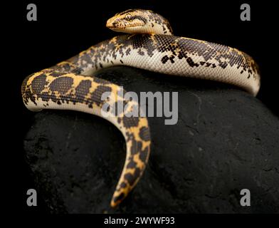 Kenia Sand Boa (Gongylophis colubrinus) Stockfoto