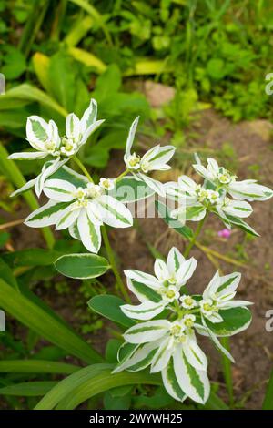 Euphorbia marginata im Garten, Nahaufnahme. Schnee auf dem Berg, Rauch auf der Prärie, bunte Schwemmen, weiße Schwemmen. Stockfoto