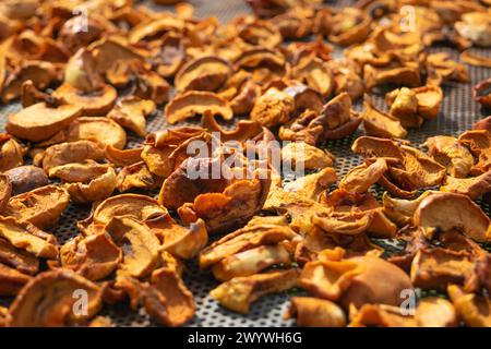 Apfelstücke werden in der Sonne getrocknet. Getrocknete Früchte. Gemüse und Obst. Ernte. Stockfoto