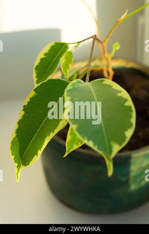 Ficus benjamina 'Samantha' in einem Topf. Weinende Feige, benjamin-Feige, Ficus-Baum. Pflanzen zu Hause. Stockfoto