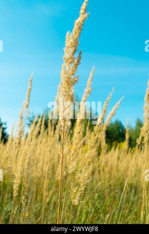 Gelbes, trockenes Gras auf dem Feld. Calamagrostis epigejos, Holz, kleines Schilf, Buschgras. Stockfoto