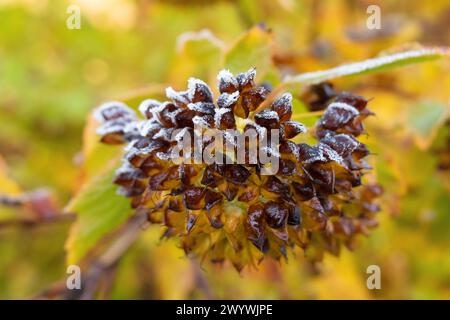 Frost auf einem Busch in einem Herbstpark. Physocarpus capitatus, Pazifischer ninebark, hoher ninebark. Stockfoto