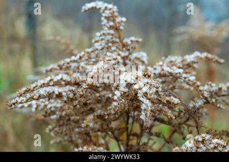 Solidago gigantea, große Goldrute, riesige Goldrute. Getrocknete Blumen im Herbstpark. Herbst Hintergrund. Herbstlandschaft. Stockfoto