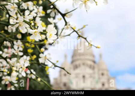 Blüten des Zitrusbaums trifoliata mit grünen Blättern vor blauem Himmel und Basilique du Sacre-Cour Stockfoto