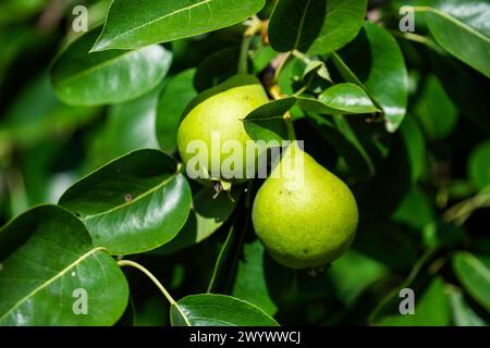 Nahaufnahme von zwei grünen Birnen, die zwischen üppigen Blättern hängen und natürliches Wachstum und ökologische Landwirtschaft zeigen, ideal für Landwirtschaft und Nährstoffgehalt. Stockfoto