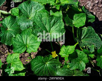 Grüne Blätter mit ausgeprägten Adern umgeben eine kleine, hellgelbe Blüte. Stockfoto