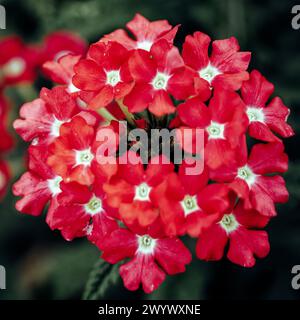 Eine leuchtende Gruppe roter Blumen mit weißen Zentralen, dicht gepackt, blüht inmitten eines gedämpften grünen Hintergrunds. Stockfoto