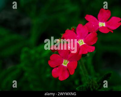 Leuchtend rote Blumen in voller Blüte, ihre leuchtende Farbe vor einem tiefgrünen Hintergrund. Stockfoto