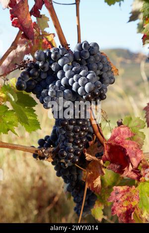 Tempranillo, Weinberge, Samaniego, Araba, Rioja Alavesa, Baskenland, Spanien. Stockfoto