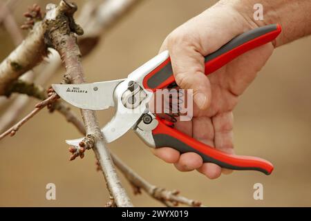 Ein Kirschbaum beschneiden. Andosilla, Navarra, Spanien. Stockfoto