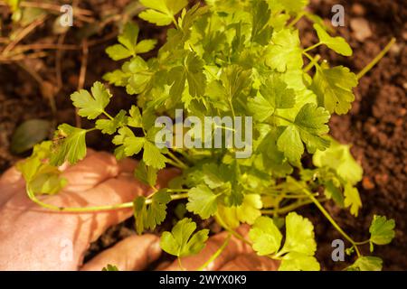 Pflanzung von Flachblatt-Petersilienkraut in einem Garten. Entwickeln Sie Ihr eigenes Konzept. Stockfoto