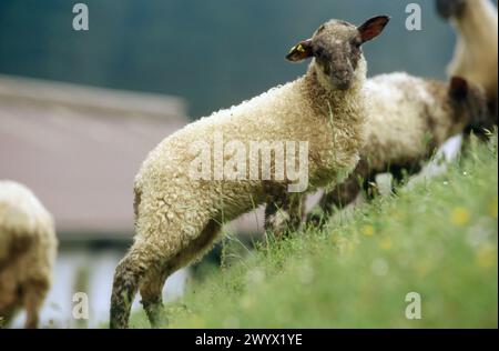 Latza-Schaf. Legazpi. Gipuzkoa. Spanien. Stockfoto