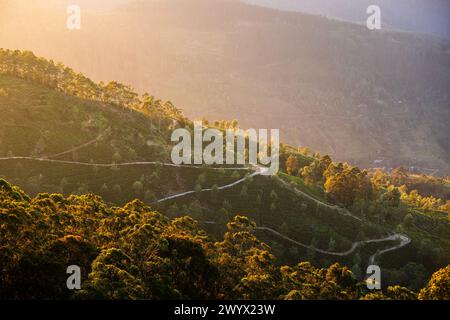 Gewundene Straße mitten in Teeplantagen. Hügel in der Nähe von Haputale in Sri Lanka im goldenen Licht. Stockfoto