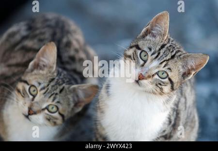 Katzen. Getxo. Euskadi, Spanien. Stockfoto