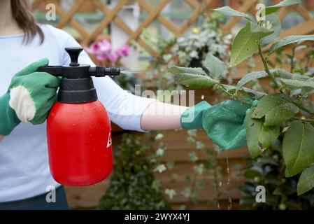 Spritzen von Zitronenbäumen im Gartencenter. Gabiria, Gipuzkoa, Euskadi, Spanien. Stockfoto