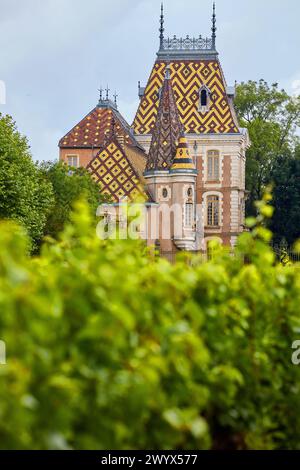 Pinot Noir Vineyards, Chateau Pierre Andre Corton, Aloxe-Corton, Cote de Beaune, Cote d'Or, Region Burgund, Bourgogne, Frankreich, Europa. Stockfoto