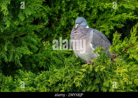 Ausgewachsene gewöhnliche Holztaube (Columba palumbus), die in Zypressen im Garten thront Stockfoto