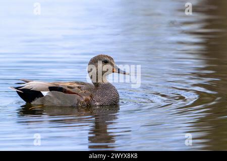 Gadwall (Mareca strepera) Männchen schwimmen im Teich Stockfoto