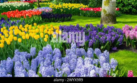 Wunderschöne Landschaftsgestaltung des Blumengartens in Keukenhof, Niederlande. Hyazinthen, Tulpen, Narzissen in Blumenbeeten inmitten eines perfekten Rasens. Eine Blume Stockfoto