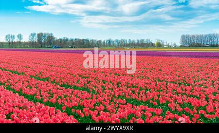 Pinkfarbene Tulpen wachsen reihenweise in einem Blumenfeld. Ein Tulpenfeld in Nahaufnahme vor dem blauen Himmel am sonnigen Tag. Tulpenzucht auf einem Familienbetrieb in Lisse Stockfoto