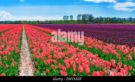 Pinkfarbene und violette Tulpen wachsen reihenweise in einem Blumenfeld. Rosa und violette Tulpen Feld Nahaufnahme. Florales Business Management Konzept. Zieranbau b Stockfoto