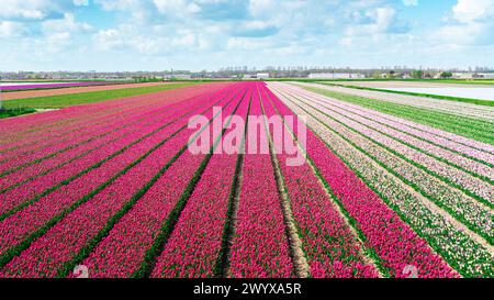 Rosa und magentafarbene Tulpen wachsen auf einem landwirtschaftlichen Feld in einem Dorf in der Nähe von Amsterdam. Malerisches Tulpenfeld aus der Vogelperspektive. Einfache Tulpenreihen. Commerc Stockfoto