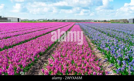 Ein Hyazinthen-Feld in der Nähe von Amsterdam. Reihen von lila und blauen Hyazinthen auf einem landwirtschaftlichen Feld. Ein Feld mit violetten Tulpen aus Nahaufnahme. Kommerzielle cultiva Stockfoto