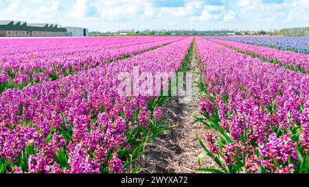 Hyazinthe Field Nahaufnahme. Der kommerzielle Anbau von Hyazinthen in den Niederlanden bei Amsterdam. Reihen lila Hyazinthen an einem sonnigen Tag gegen einen Stockfoto