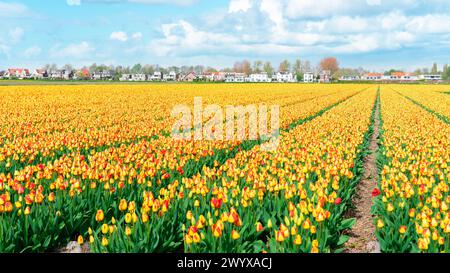 Der kommerzielle Anbau von Tulpen in den Niederlanden bei Amsterdam. Ein Tulpenfeld im Frühling. Reihen von gelben und orangen Tulpen gegen Stockfoto