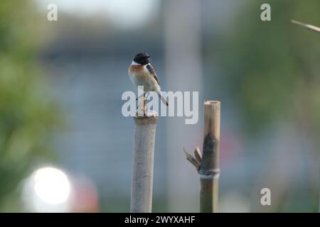 Ein männlicher gemeiner Steinechat (Saxicola rubicola), der auf einem Bambuspfahl thront. Stockfoto