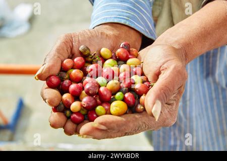 Hacienda San Alberto, Cafetal, Kaffeeplantagen, Kaffeekulturlandschaft, Buenavista, Quindio, Kolumbien, Südamerika. Stockfoto