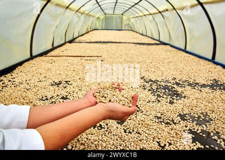 Pergamentkaffee, getrocknete Kaffeebohne, Hacienda San Alberto, Cafetal, Kaffeeplantagen, Coffee Cultural Landscape, Buenavista, Quindio, Kolumbien, Südamerika. Stockfoto