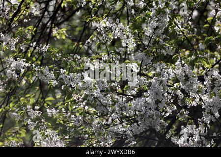 Blühende Laubbäume aus der Familie der Rosengewächse die Kirschbäume in strahlend weißer Vollblüte im Frühling *** blühende Laubbäume aus der Familie der Rosengewächse die Kirschbäume in strahlend weißer Vollblüte blühen im Frühjahr Stockfoto