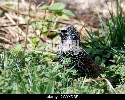 Stern, Etourneau sansonnet, Sturnus vulgaris, Seregély, Ungarn, Magyarország, Europa Stockfoto