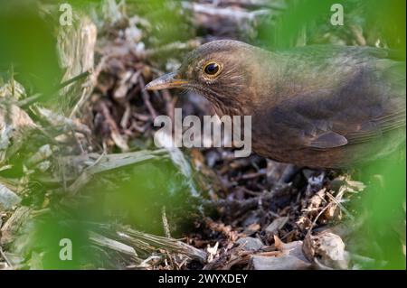 Singvogel Turdus merula aka eurasische oder gemeine Amselweibchen sucht in trockenen Blättern im Wald nach Nahrung. Stockfoto