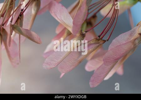 Schön und zart, die Samen des roten Ahorns werden vom Wind verstreut. Stockfoto