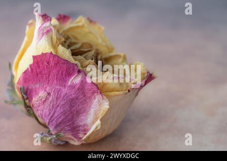 Eine gelbe und rosa Rose auf einem Tisch. Stockfoto