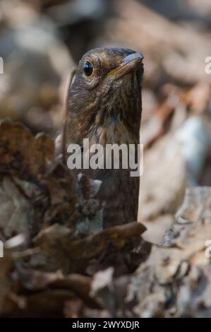 Singvogel Turdus merula aka eurasische oder gemeine Amselweibchen sucht in trockenen Blättern im Wald nach Nahrung. Stockfoto