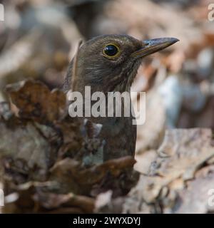 Singvogel Turdus merula aka eurasische oder gemeine Amselweibchen sucht in trockenen Blättern im Wald nach Nahrung. Stockfoto