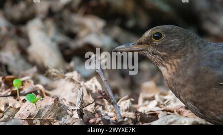 Singvogel Turdus merula aka eurasische oder gemeine Amselweibchen sucht in trockenen Blättern im Wald nach Nahrung. Stockfoto